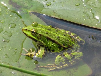 Grüner Frosch im Wasser auf einem Blatt
