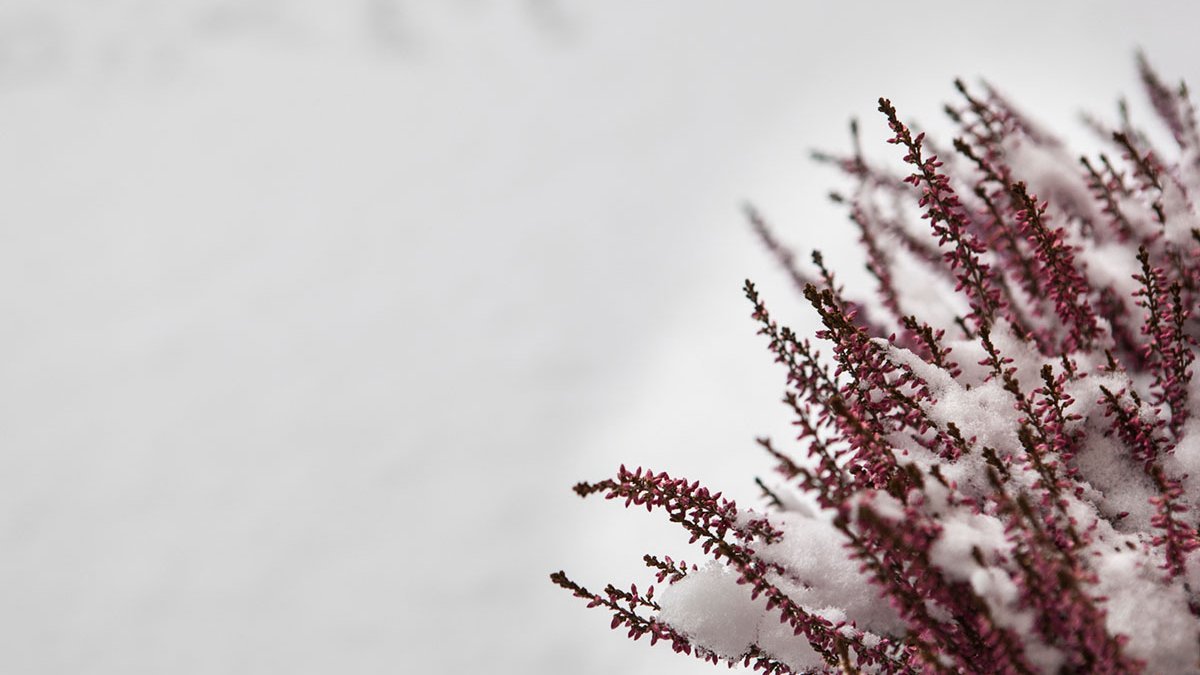 Winter