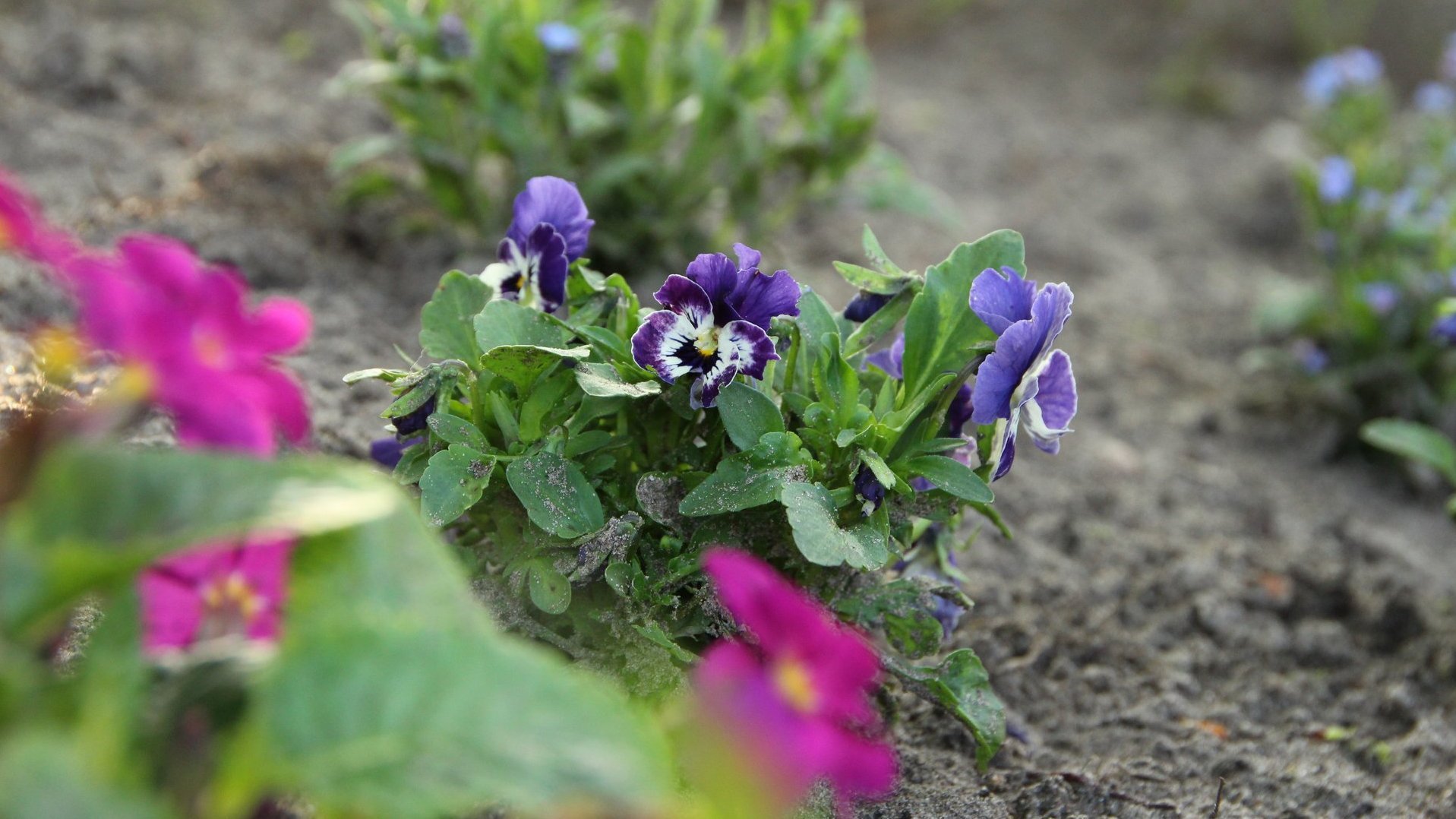 Lila Hornveilchen in einem Beet
